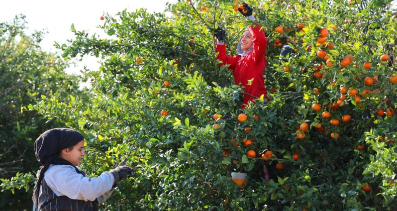 Adana Çukurova’da tarım işçisi yevmiyesi 1.000 lira oldu